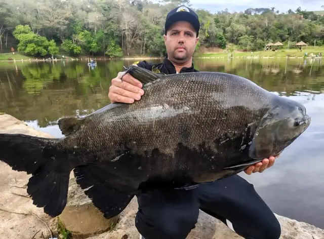 Pescador segurando um tambaqui grande à beira do lago