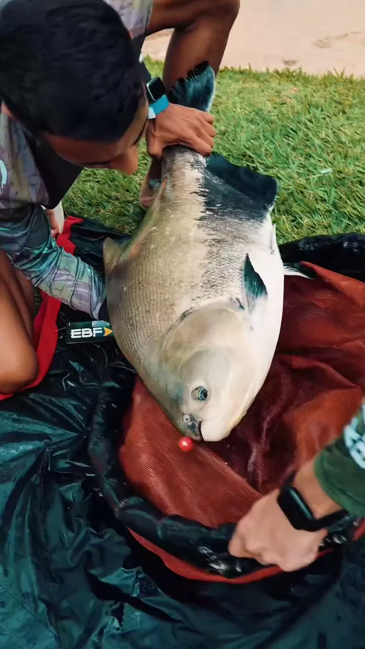 Tambaqui sendo tirado do passaguá